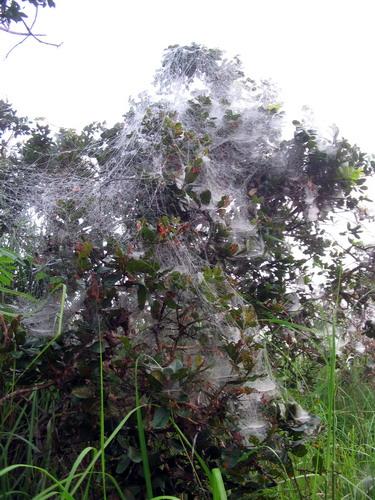 Cyrtophora citricola lurida