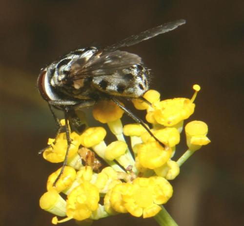 Réf. 16 680 : Graphomya maculata