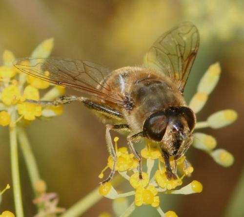 Réf. 16 606 : Eristalis tenax