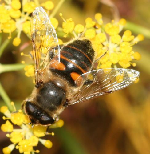 Eristalis tenax