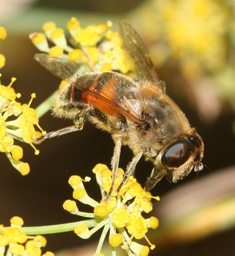 Eristalis tenax