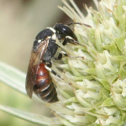 Réf. 16 565 : Hylaeus sp.