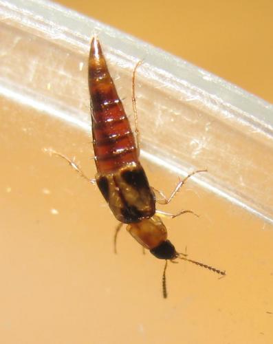 Réf. 16 052 : Lordithon sp.