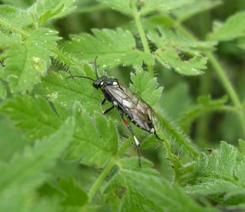 Réf. 16 076 : Macrophya punctumalbum
