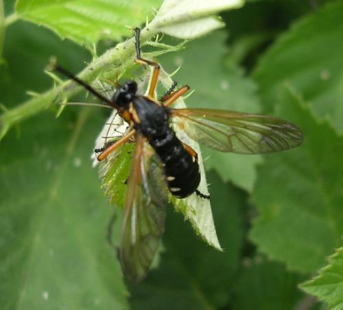 Réf. 16 077 : Molobratia teutonus