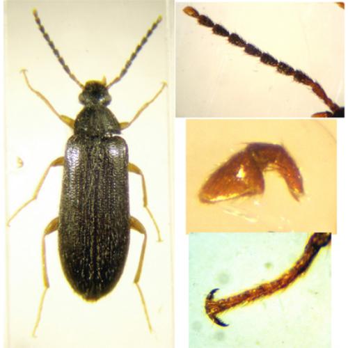 Mycetochara maura