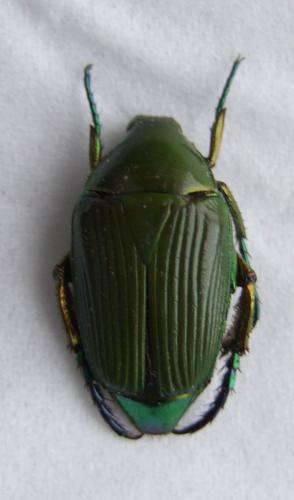 Phaenomeris sp.
