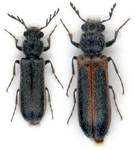 Stenomera blanchardii