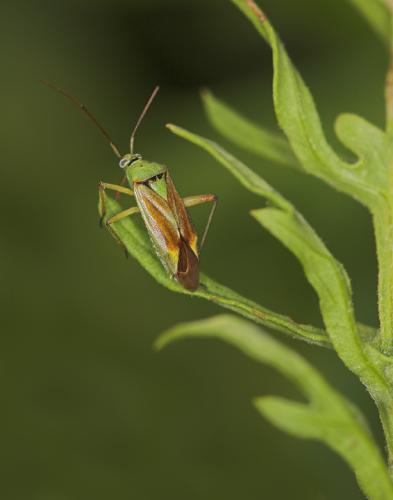Closterotomus norwegicus