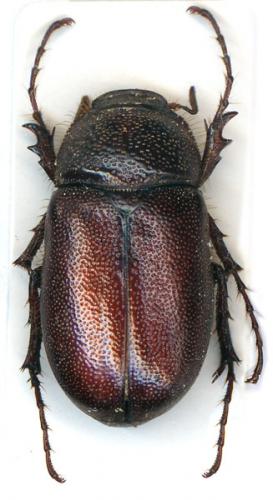 Schizonycha sp.