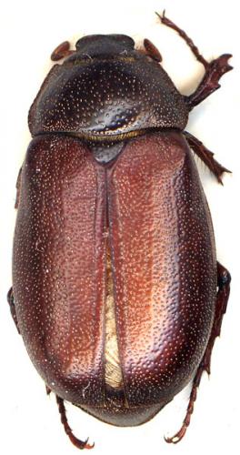 Lepidiota sp.