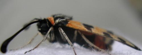 Zygaena fausta