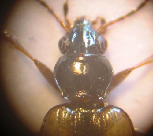 Bembidion sp.