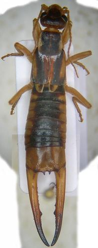 Réf. 16 733 : Labidura riparia