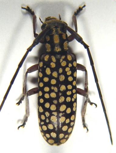 Réf. 16 802 : Eunidia guttulata