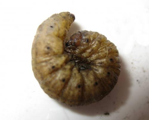 Agrotis sp.