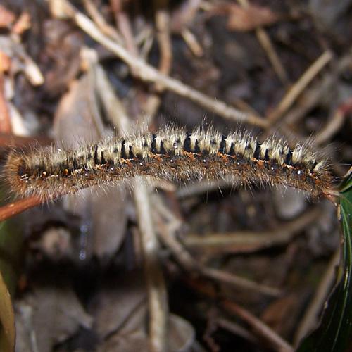 Lasiocampa quercus