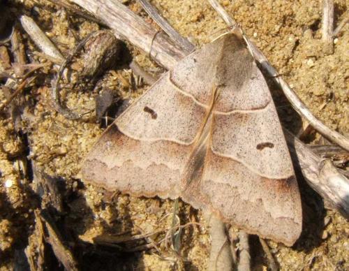 Minucia lunaris