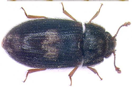 Réf. 16 446 : Biphyllus lunatus