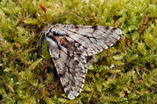 Lycia pomonaria