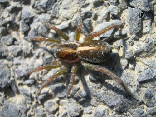 Pirata sp.