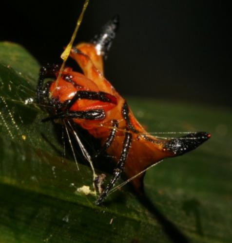 Gasteracantha sp.
