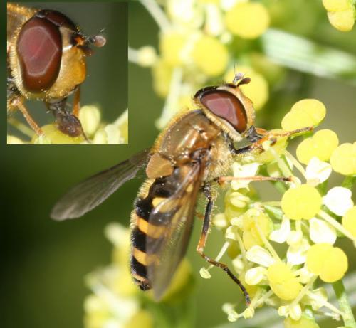Réf. 16 973 : Syrphus ribesii