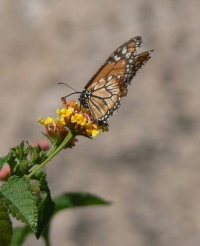 Danaus plexippus