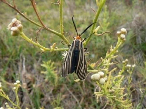 Réf. 16 384 : Ctenucha vittigerum