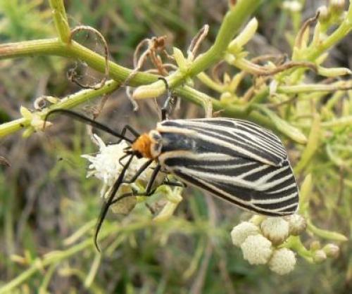 Réf. 16 385 : Ctenucha vittigerum