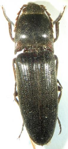 Melanotus tenebrosus