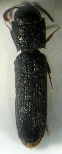 Melasis buprestoides