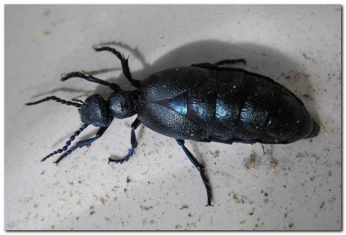Réf. 16 860 : Meloe proscarabaeus