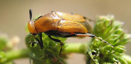 Macrosiagon ferruginea