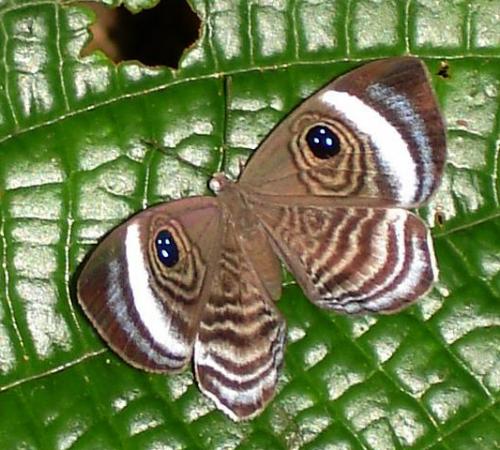 Semomesia capanea