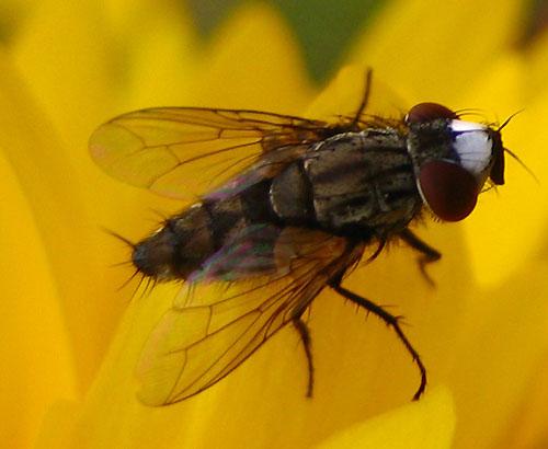 Réf. 16 894 : Metopia argyrocephala