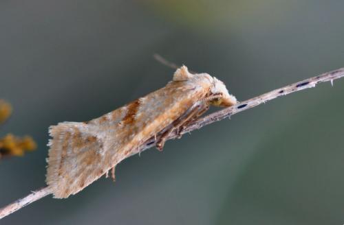 Cochylimorpha sp.