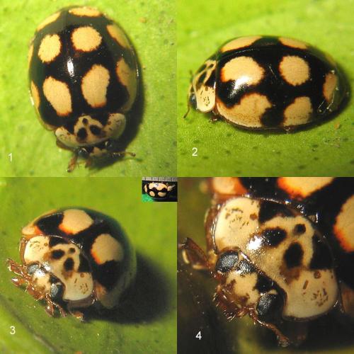 Adalia decempunctata