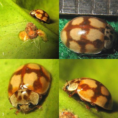 Adalia decempunctata