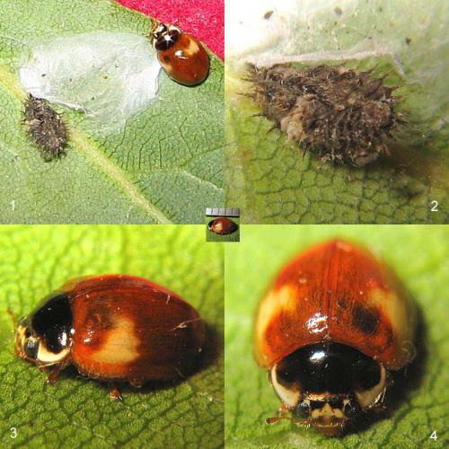 Adalia decempunctata