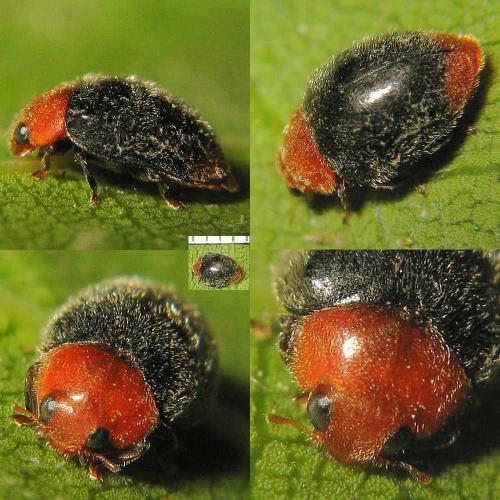 Cryptolaemus montrouzieri