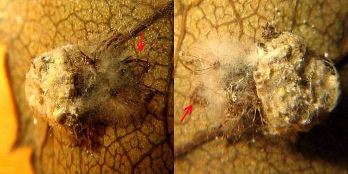 Pseudomallada sp.