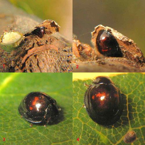 Réf. 16 594 : Chilocorus bipustulatus