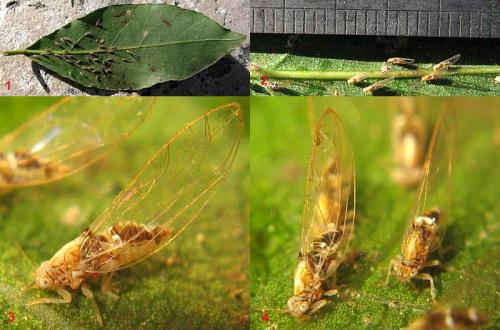Réf. 16 342 : Lauritrioza alacris