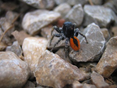 Philaeus chrysops