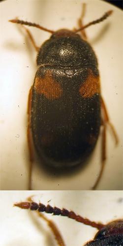 Mycetophagus quadripustulatus