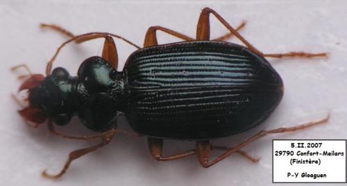Réf. 16 640 : Leistus fulvibarbis