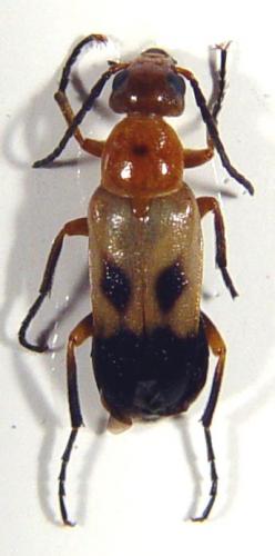 Réf. 16 559 : Nemognatha sp.
