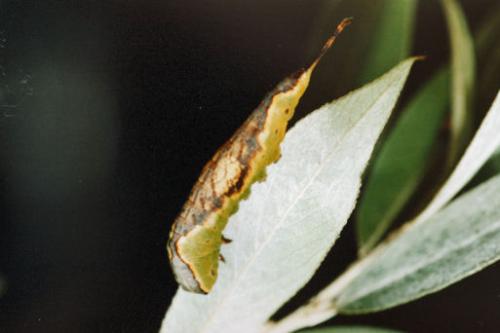 Neoharpyia verbasci