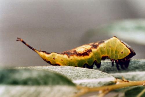 Neoharpyia verbasci